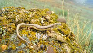 Attēlu rezultāti vaicājumam “Linaeidea aenea”