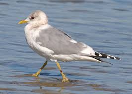 Attēlu rezultāti vaicājumam “Larus canus adult”