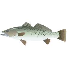 Image result for Cynoscion nebulosus