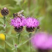 Image result for Centaurea nigra