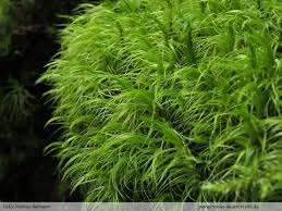 Attēlu rezultāti vaicājumam “Dicranum majus”