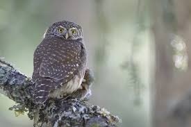 Attēlu rezultāti vaicājumam “Glaucidium passerinum adult”