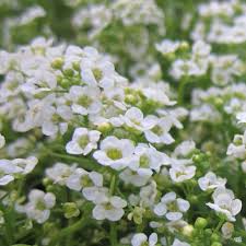 Image result for Alyssum diffusum