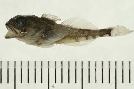 Image result for Myoxocephalus quadricornis