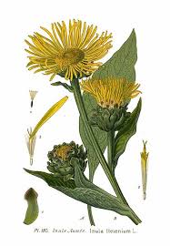 Image result for Inula helenium