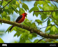 Image result for Piranga olivacea