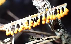 Attēlu rezultāti vaicājumam “Leocarpus fragilis var. bisporus”