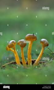 Attēlu rezultāti vaicājumam “Leotia lubrica”