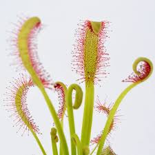 Image result for Drosera
