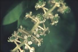 Attēlu rezultāti vaicājumam “Phytolaccaceae”