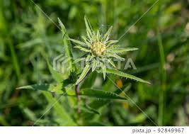 Attēlu rezultāti vaicājumam “Carlina biebersteinii”