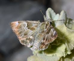 Attēlu rezultāti vaicājumam “Carcharodus floccifera upperside”