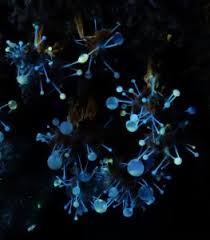 Attēlu rezultāti vaicājumam “Polycephalomyces tomentosus”