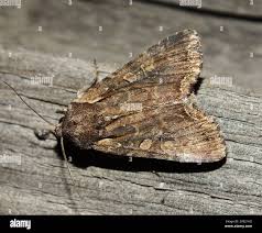 Attēlu rezultāti vaicājumam “Lacanobia suasa”