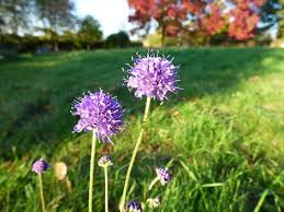 Attēlu rezultāti vaicājumam “Succisa pratensis flower”