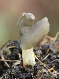 Attēlu rezultāti vaicājumam “Helvella lacunosa”