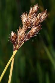 Attēlu rezultāti vaicājumam “Carex leporina”