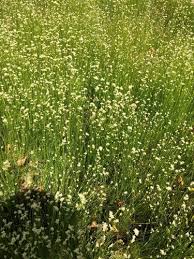 Attēlu rezultāti vaicājumam “Rhynchospora alba fruit”