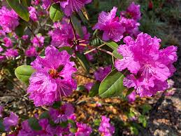 Attēlu rezultāti vaicājumam “rhododendron”