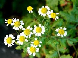 Image result for Tanacetum parthenium