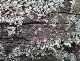 Attēlu rezultāti vaicājumam “Illosporiopsis christiansenii”