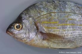 Image result for Spondyliosoma cantharus