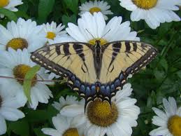 Image result for Papilionoidea