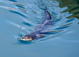 Image result for Worthing Otters