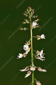 Attēlu rezultāti vaicājumam “Circaea lutetiana bud”