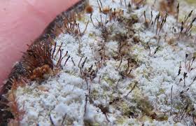 Attēlu rezultāti vaicājumam “Melanospora lagenaria”