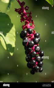 Attēlu rezultāti vaicājumam “Phytolacca acinosa fruit”