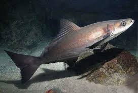 Image result for Rachycentron canadum