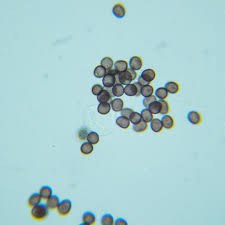 Attēlu rezultāti vaicājumam “Physarum pseudoalexandrowiczii”