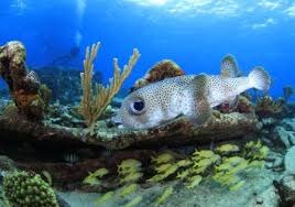 Image result for Belfairs Dolphins Snorkelling Club