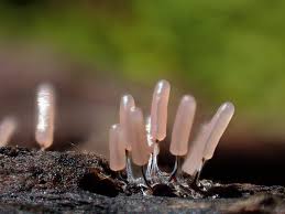 Attēlu rezultāti vaicājumam “Stemonitopsis typhina spores”