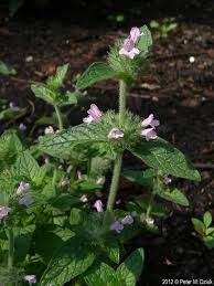 Attēlu rezultāti vaicājumam “Clinopodium vulgare”