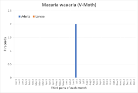 Attēlu rezultāti vaicājumam “Macaria wauaria”