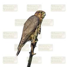 Image result for Falco columbarius