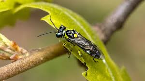 Attēlu rezultāti vaicājumam “Rhogogaster picta”