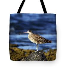 Image result for Numenius hudsonicus