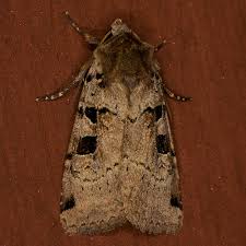 Attēlu rezultāti vaicājumam “Xestia triangulum”