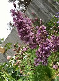 Attēlu rezultāti vaicājumam “Consolida regalis fruit”