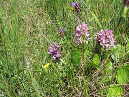 Attēlu rezultāti vaicājumam “Dactylorhiza incarnata”