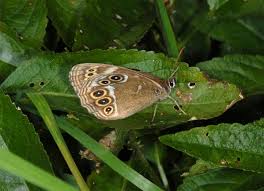 Attēlu rezultāti vaicājumam “Lopinga achine”