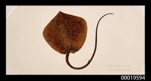 Image result for Himantura uarnak