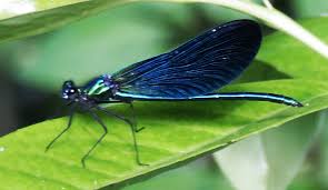 Attēlu rezultāti vaicājumam “Calopteryx virgo male”