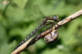 Attēlu rezultāti vaicājumam “Brachytron pratense”