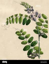 Attēlu rezultāti vaicājumam “Vicia sepium fruit”