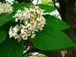 Attēlu rezultāti vaicājumam “Catalpa”