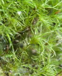 Attēlu rezultāti vaicājumam “Leptobryum pyriforme”